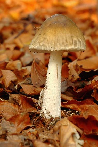 muchotrávka Amanita sp.