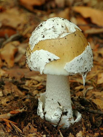 muchotrávka Amanita sp.