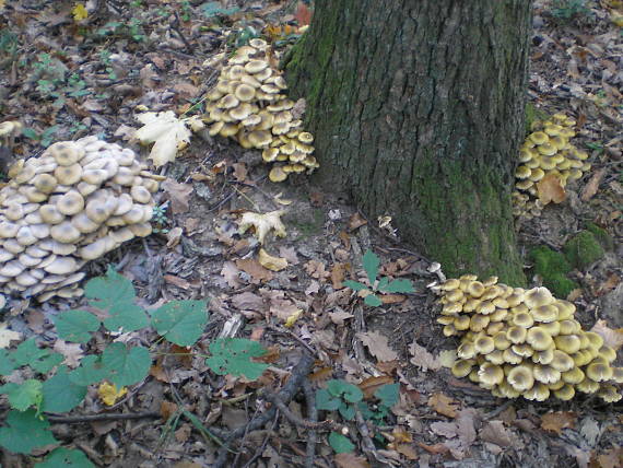 podpňovka Armillaria sp.