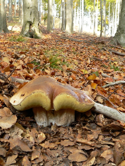 hríb smrekový Boletus edulis Bull.