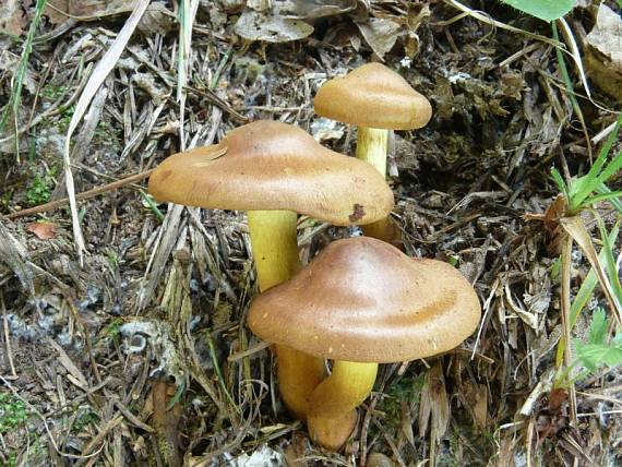 pavučinec skořicový - Pavučinovec škoricový Cortinarius cinnamomeus (L.) Fr.