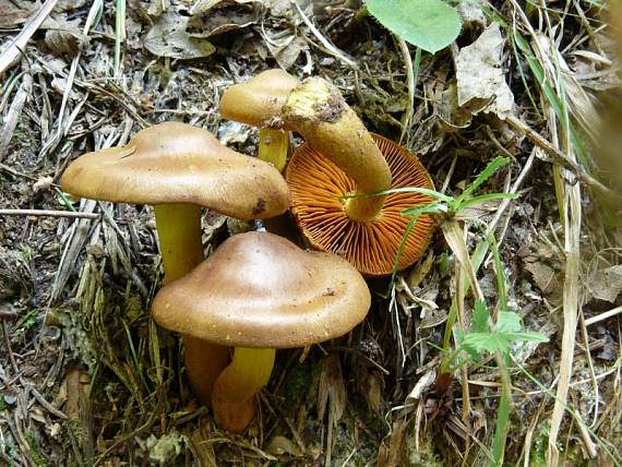 pavučinec skořicový - Pavučinovec škoricový Cortinarius cinnamomeus (L.) Fr.