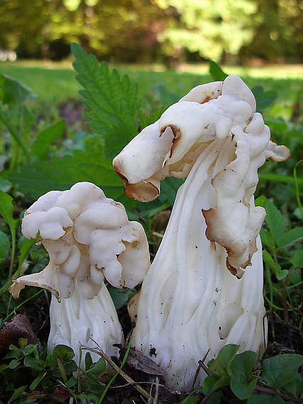 chriapač kučeravý Helvella crispa (Scop.) Fr.