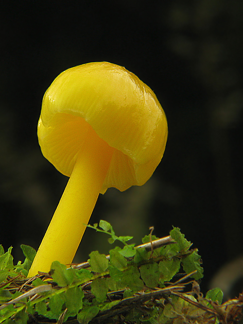 lúčnica citrónovožltá Hygrocybe chlorophana (Fr.) Wünsche