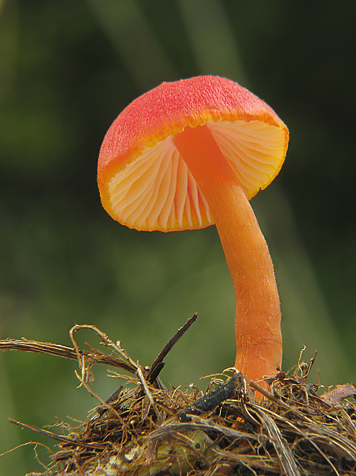 lúčnica šarlátová Hygrocybe coccinea (Schaeff.) P. Kumm.