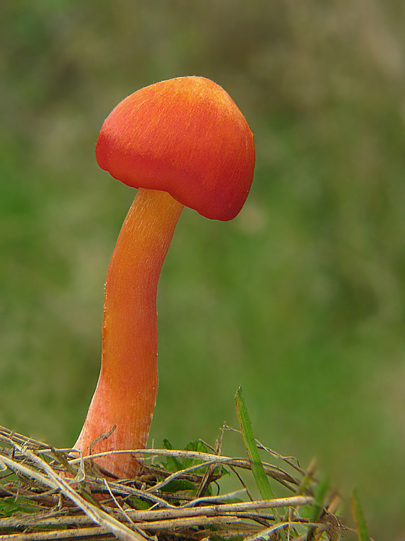 lúčnica Hygrocybe sp.