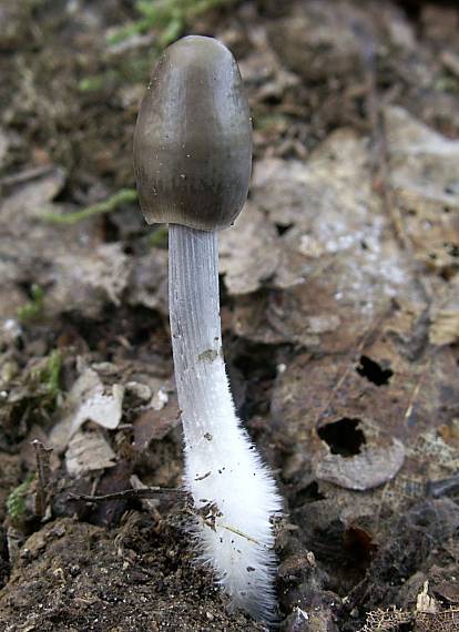 prilbička ryhovana Mycena polygramma (Bull.) Gray