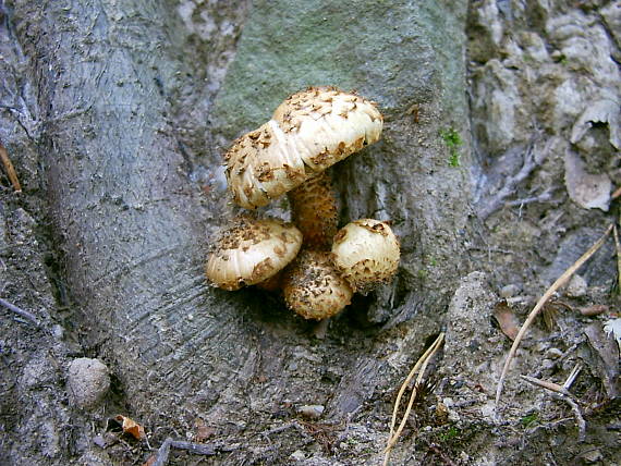 šupinovka Pholiota sp,