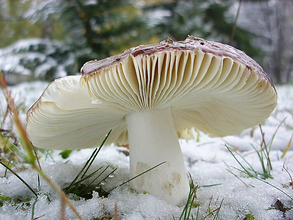 plávka olivová Russula olivacea (Schaeff.) Fr.