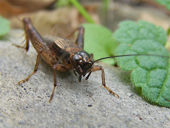 svrček domáci Acheta domestica