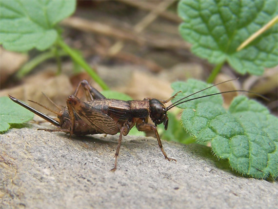 svrček domáci Acheta domestica