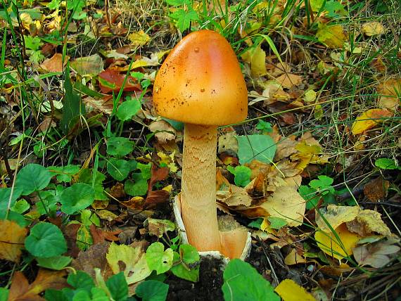 muchotrávka oranžová Amanita crocea (Quél.) Singer