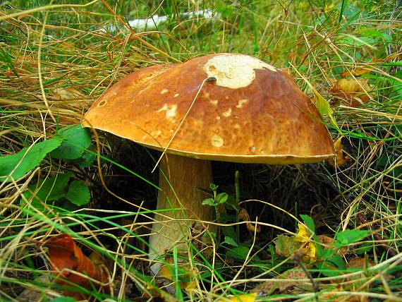 hríb smrekový Boletus edulis Bull.