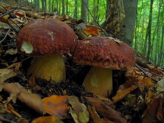 hríb sosnový Boletus pinophilus Pil. et Dermek in Pil.