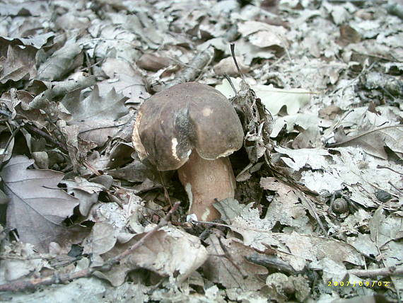 hríb dubový Boletus reticulatus Schaeff.