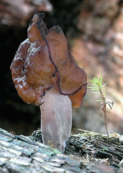 ušiak mitrovitý Gyromitra infula (Schaeff.) Quél.