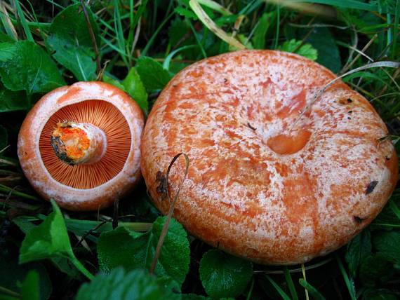 rýdzik pravý Lactarius deliciosus (L.) Gray