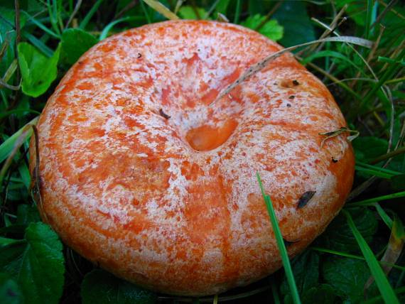 rýdzik pravý Lactarius deliciosus (L.) Gray