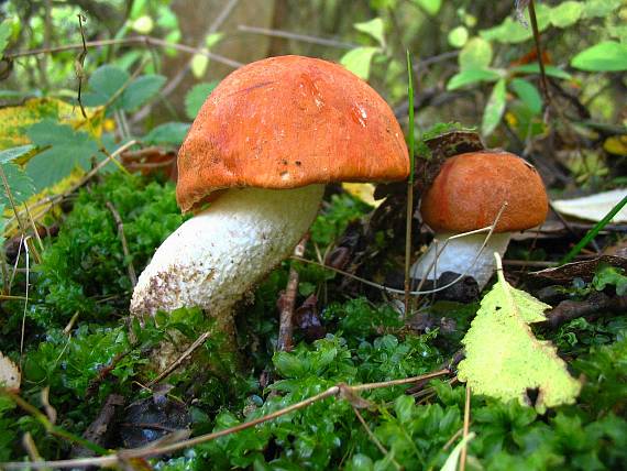 kozák osikový Leccinum albostipitatum den Bakker & Noordel.