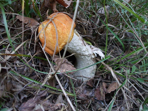 kozák Leccinum sp.