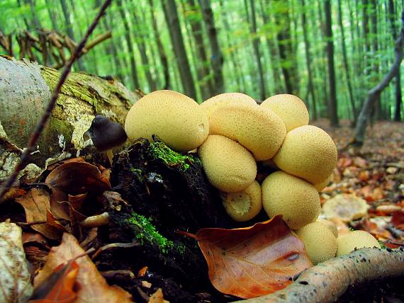 prášnica hruškovitá Lycoperdon pyriforme Schaeff.