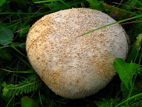 rozpadavec dlabaný Lycoperdon utriforme Bull.