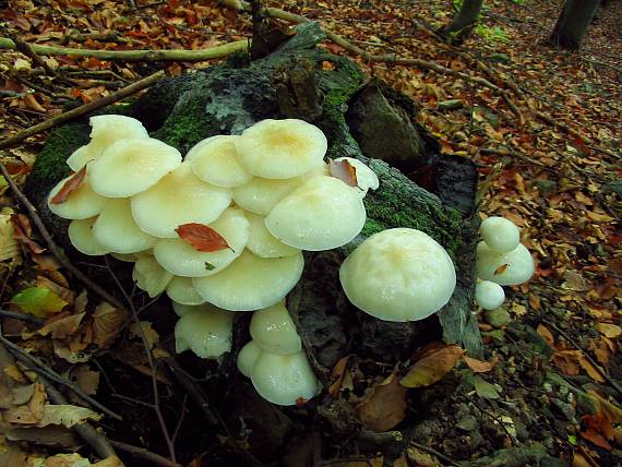 sliznačka obyčajná Mucidula mucida (Schrad.) Pat.