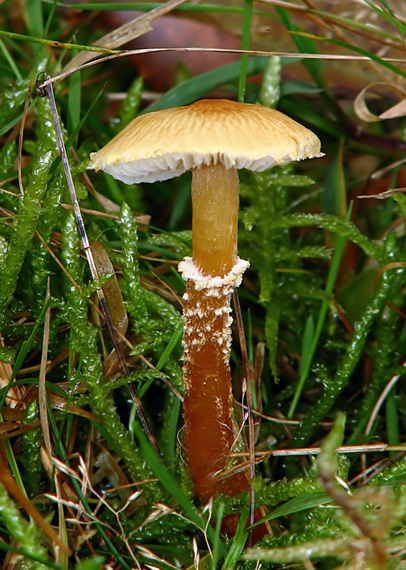 zrnivka Cystoderma sp.