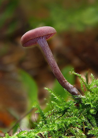 lakovka ametystova Laccaria amethystina (Huds.) Cooke