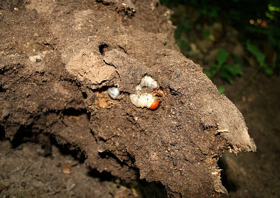 zo života rohača II Lucanus cervus