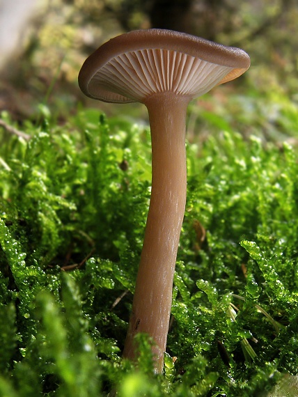 strmulica čiašková Pseudoclitocybe cyathiformis (Bull.) Singer