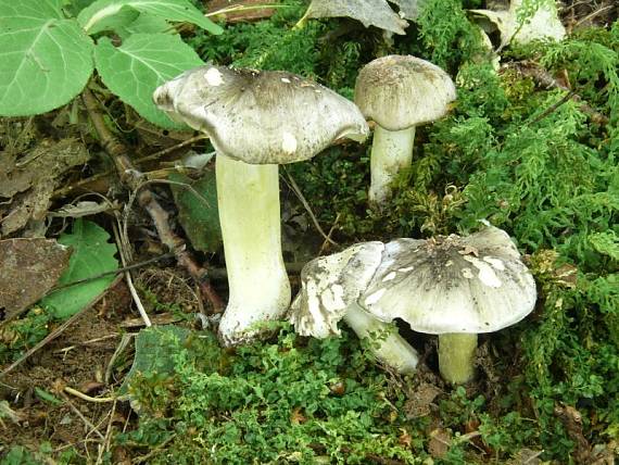 čirůvka havelka - Čírovka sivá Tricholoma portentosum (Fr.) Quél.