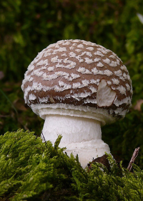 muchotrávka hrubá Amanita excelsa (Fr.) Bertill.