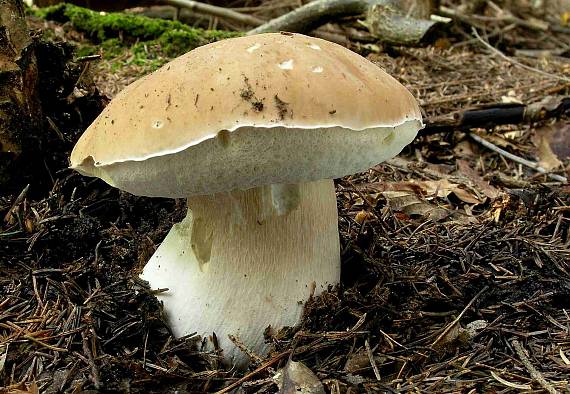 hríb smrekový Boletus edulis Bull.