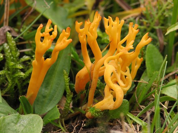 pakonárovka parôžkovitá Clavulinopsis corniculata (Schaeff.) Corner