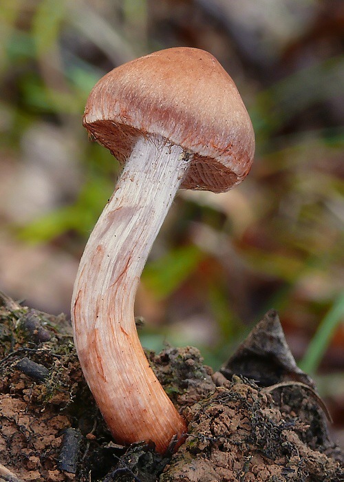 pavučinovec Cortinarius sp.