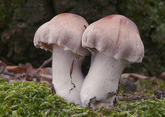 pavučinovec Cortinarius sp.