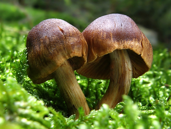 pavučinovec Cortinarius sp.