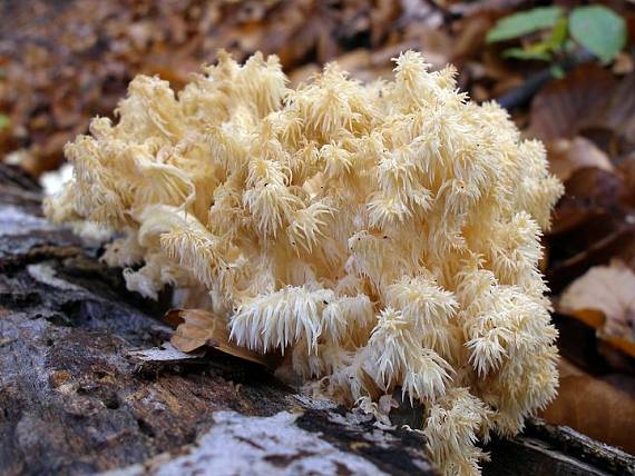 koralovec bukový Hericium coralloides (Scop.) Pers.