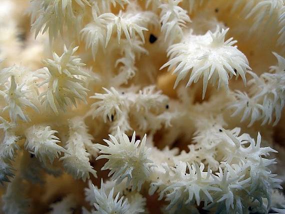 korálovec bukový Hericium coralloides (Scop.) Pers.