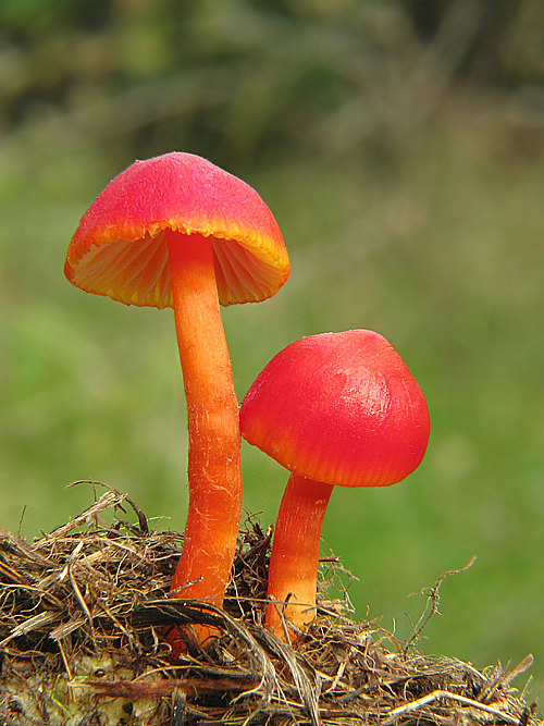 lúčnica Hygrocybe sp.