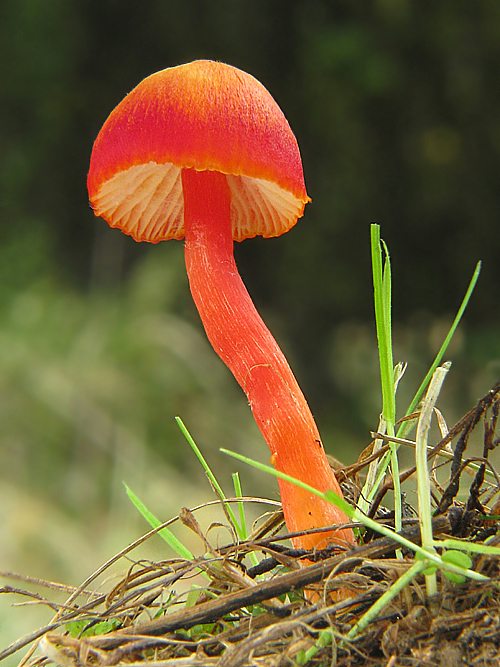 lúčnica Hygrocybe sp.