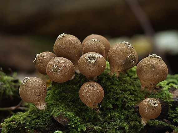 prášnica hruškovitá Lycoperdon pyriforme Schaeff.