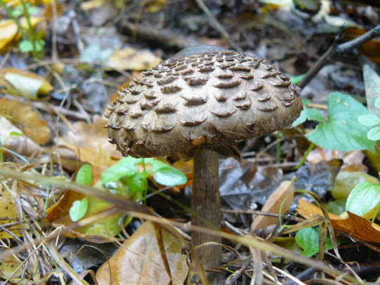 bedľa Macrolepiota sp.