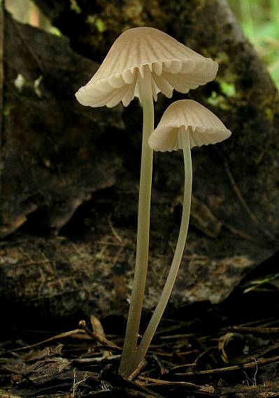 prilbička Mycena sp.