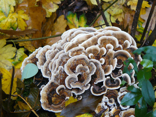 trúdnikovec pestrý Trametes versicolor (L.) Lloyd