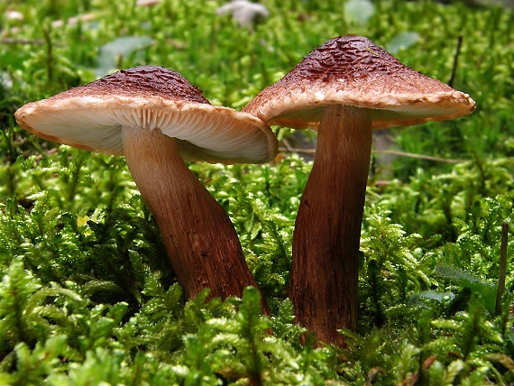 čírovka škridlicovitá Tricholoma vaccinum (Schaeff.) P. Kumm.