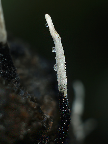 drevnatec parohatý Xylaria hypoxylon (L.) Grev.