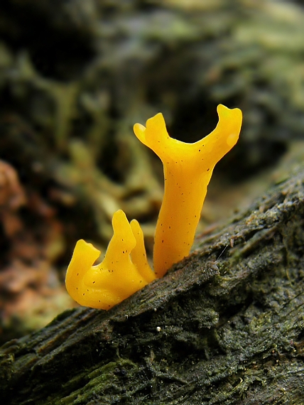 parôžkovec lepkavý Calocera viscosa (Pers.) Fr.