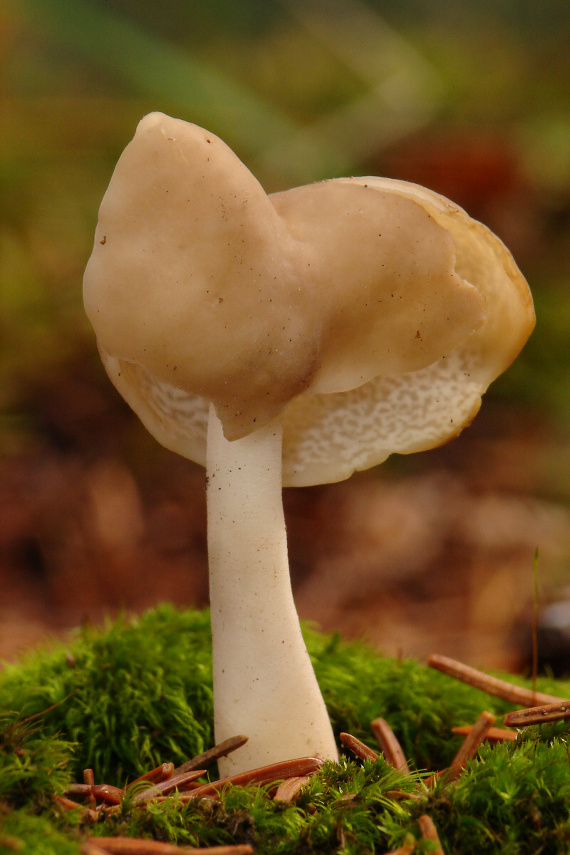 chriapač jamkatý Helvella lacunosa Afzel.